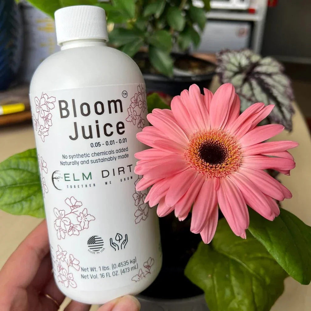 Bloom Juice 16 oz bottle held beside a pink gerbera