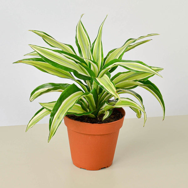 Dracaena 'Malaika' (Dracaena deremensis), 4 Inch Pot