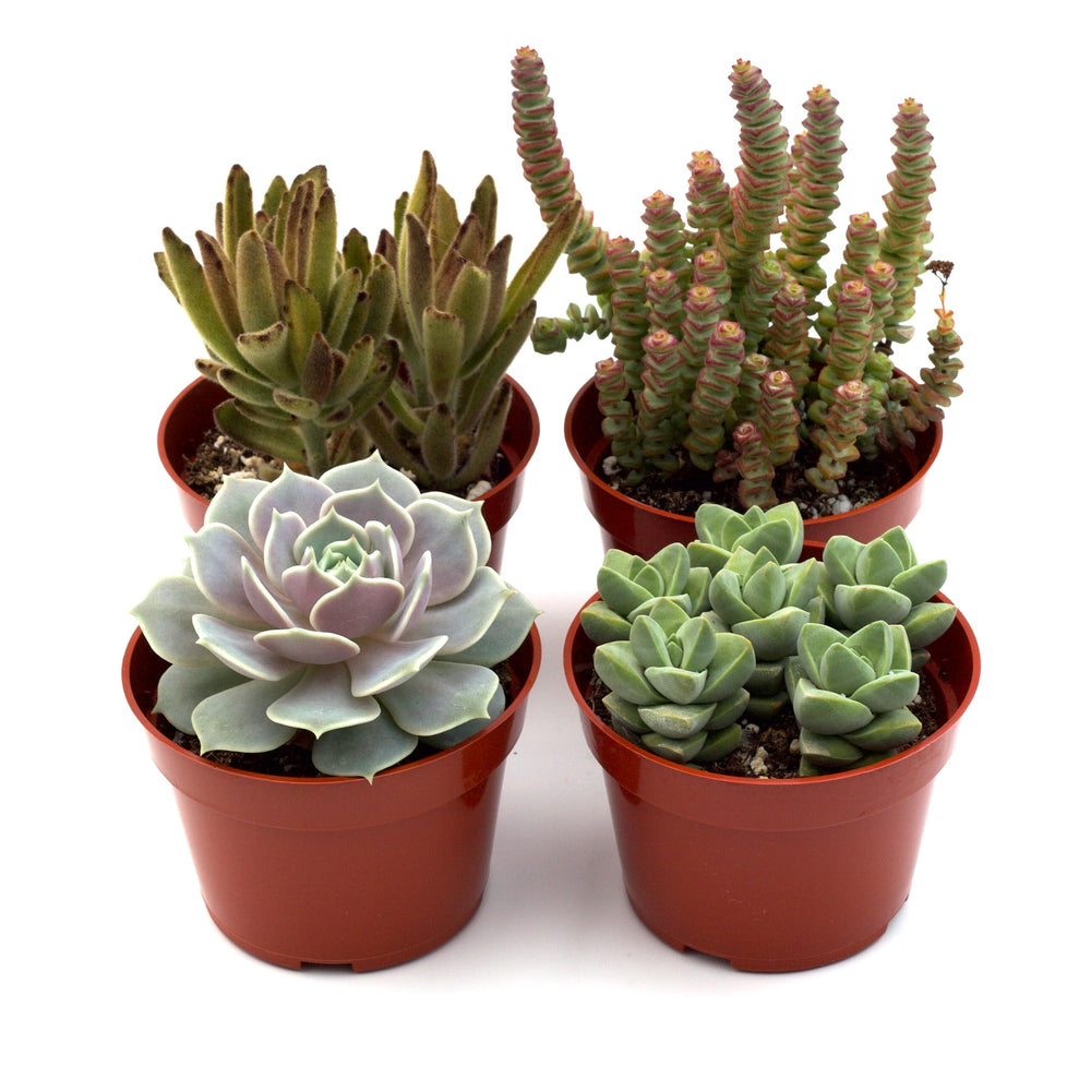 Succulent Variety Pack, 4 Inch Pots (4, 12 or 20 Plants)