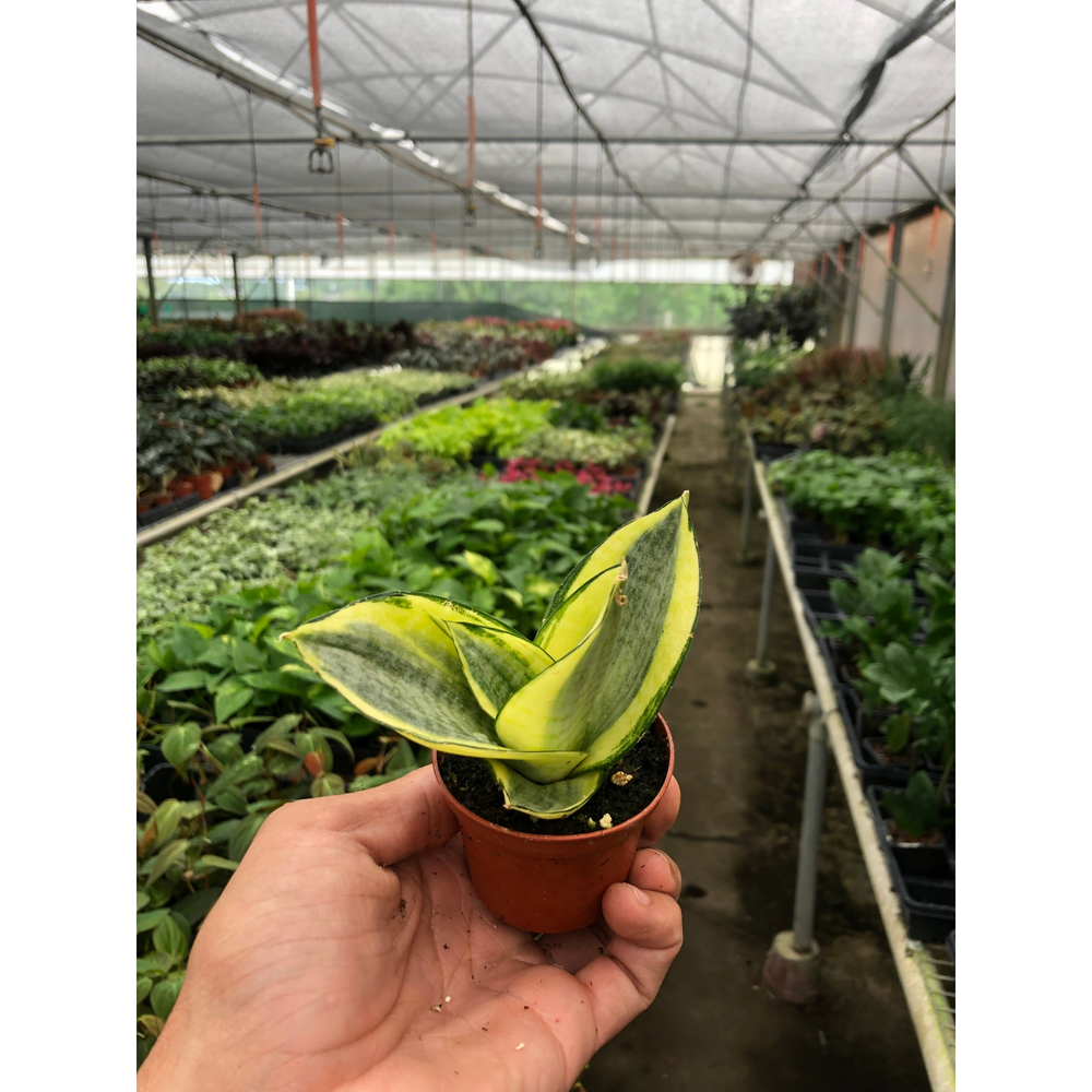 Golden Bird's Nest Snake Plant (Sansevieria trifasciata 'Golden Hahnii')