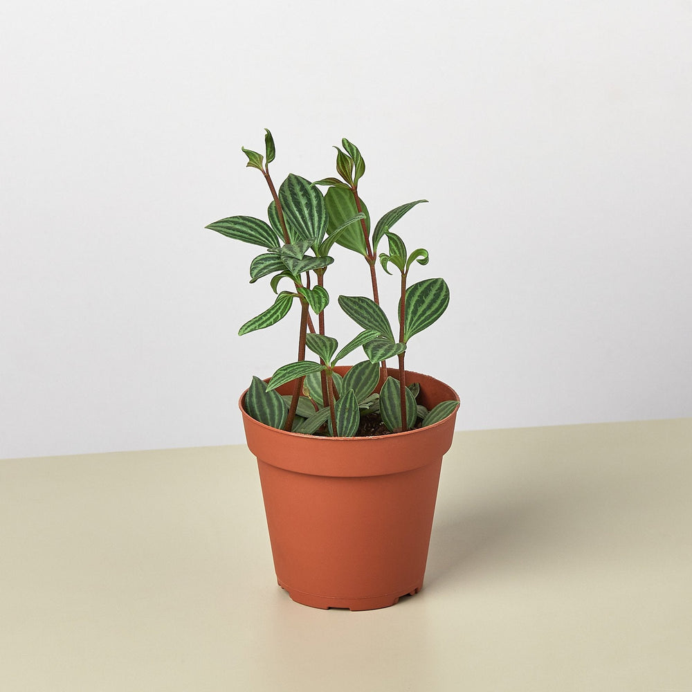Peperomia 'Parallel' (Peperomia puteolata)