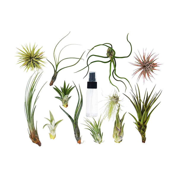 Bulk Air Plant Assortment with Spray Bottle (Tillandsia, 20 Pack)