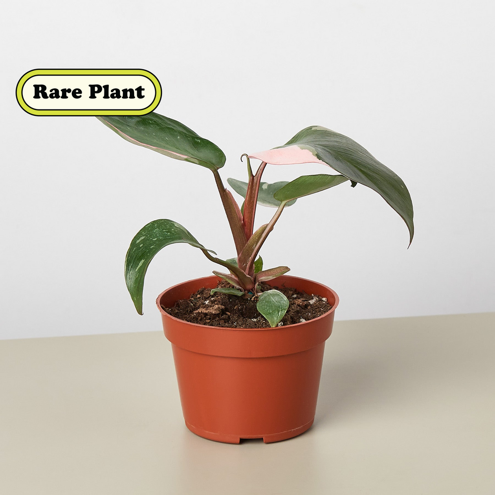 Pink Princess Philodendron (Philodendron erubescens)