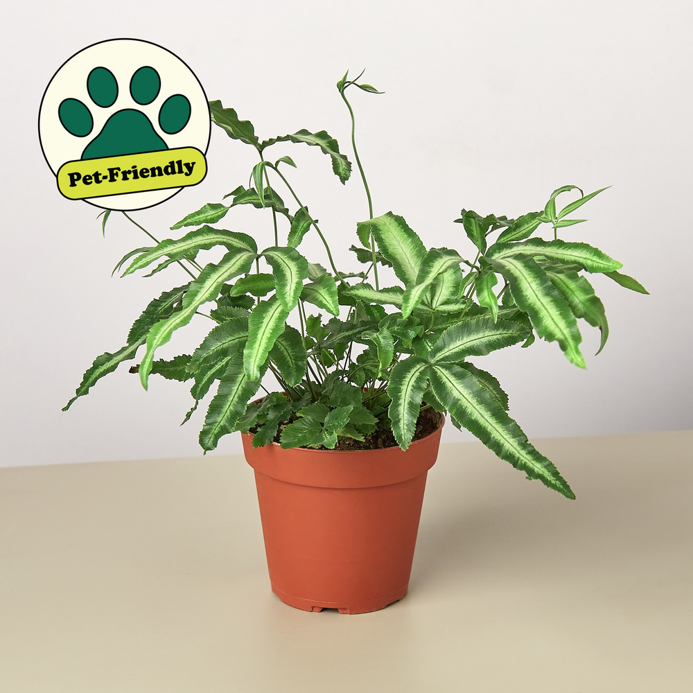 Silver Ribbon Fern (Pteris cretica 'Albolineata')