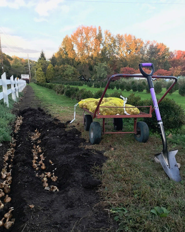 Planting bulbs in fall: a freshly dug trench, a garden cart of bulbs, and a lavender Spear Head Spade under autumn trees