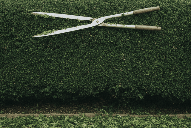 long handled hedge shears resting on top of a freshly clipped yew hedge
