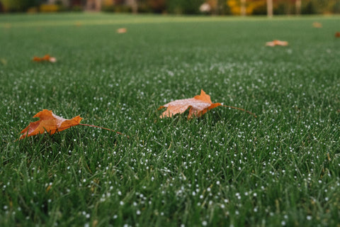 Best Lime for Lawns (2026): 4 Picks by Soil Test Result