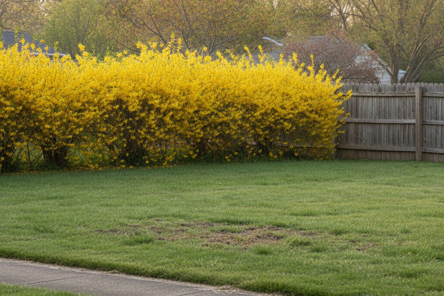 Best Pre-Emergent for Lawns (2026): Crabgrass Preventers by Season