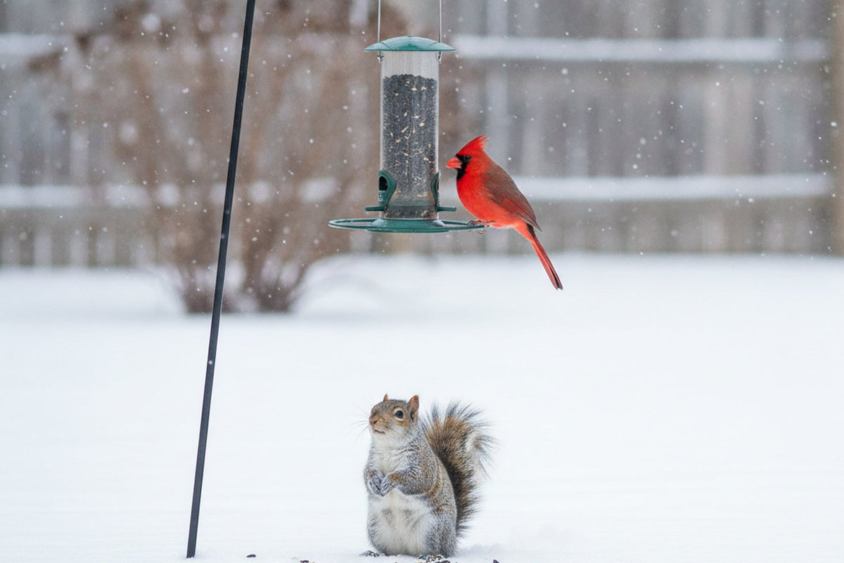 The 6 Best Squirrel-Proof Bird Feeders for Winter (2026)