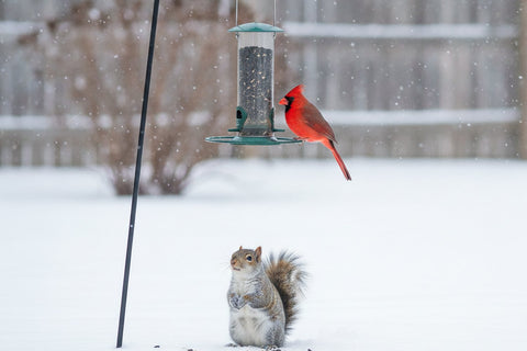 The 6 Best Squirrel-Proof Bird Feeders for Winter (2026)