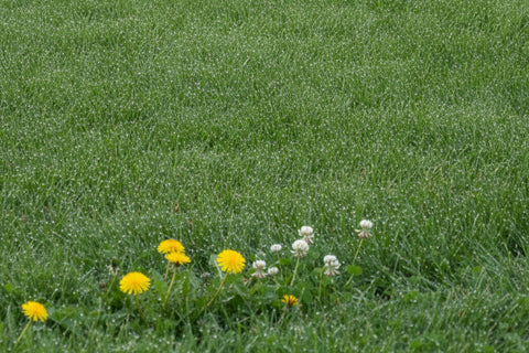 Best Weed and Feed (2026): Lawn Picks by Grass Type and Season