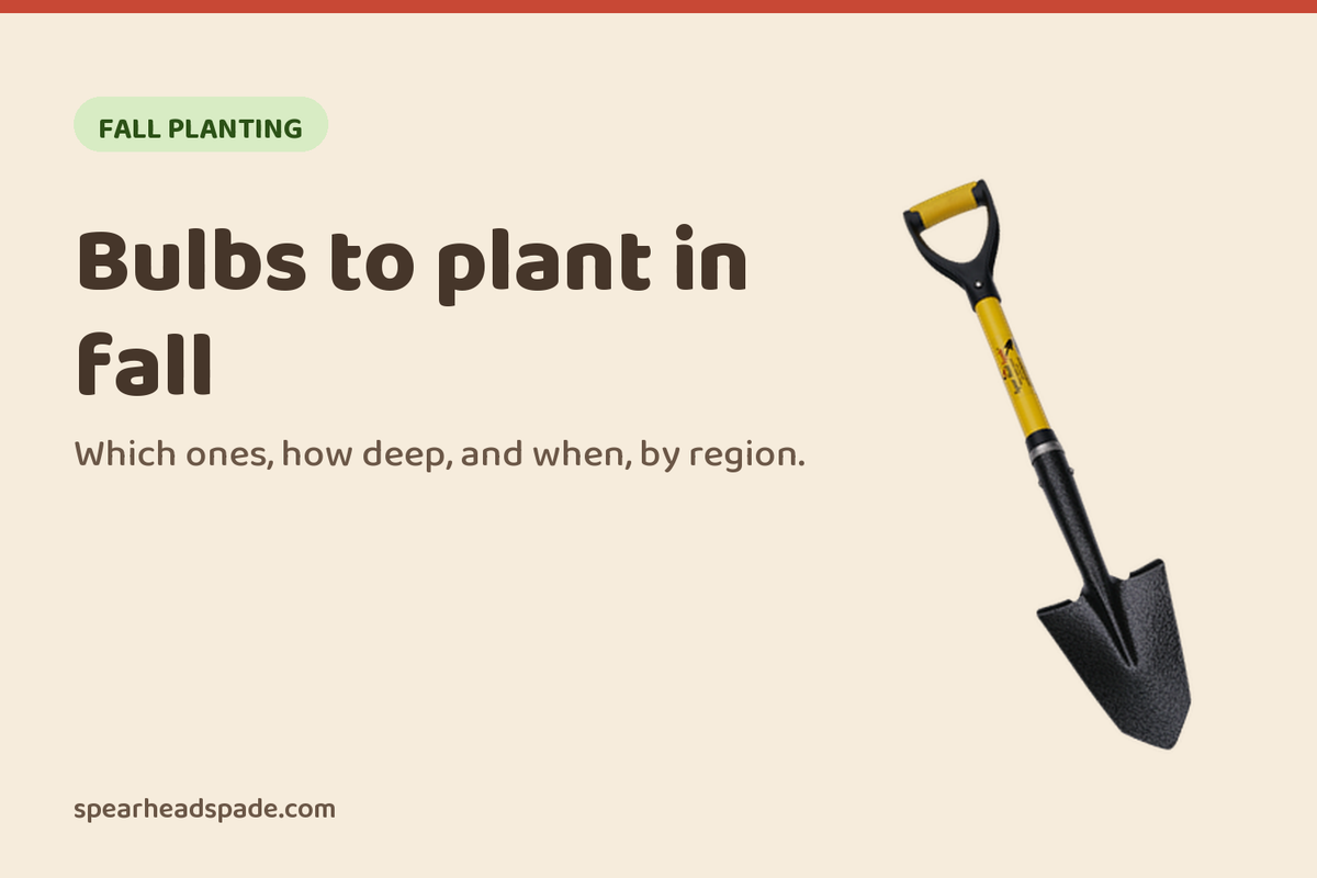 Bulbs to Plant in Fall for Spring Flowers (and When to Plant Each)