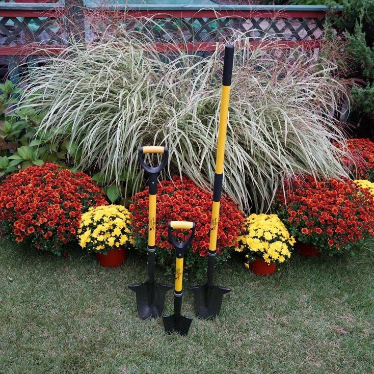 Spear Head Spade planted among mums and ornamental grasses in a garden
