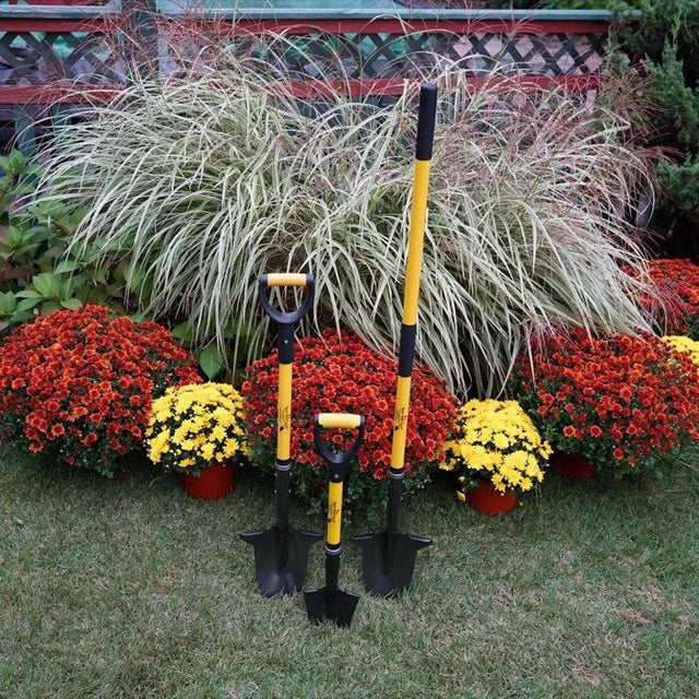 Spear Head Spade planted among mums and ornamental grasses in a garden