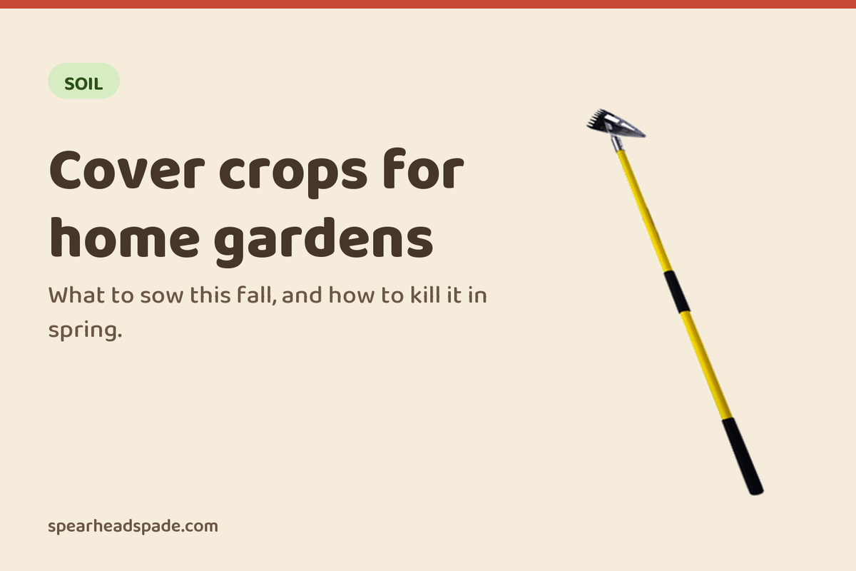 Cover Crops for Home Gardens: What to Plant in Fall and How