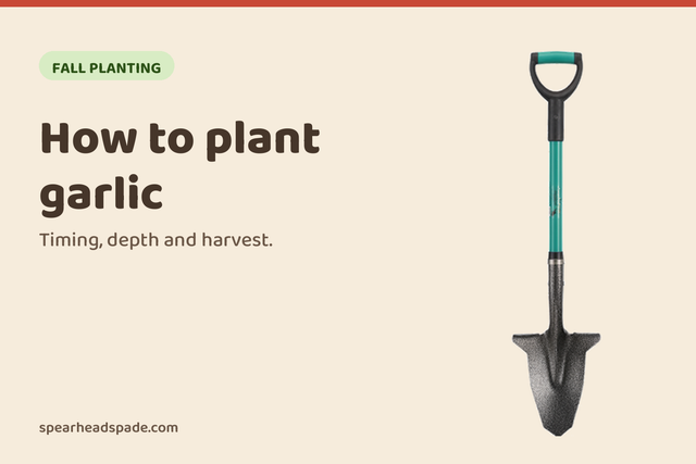 How to plant garlic, from the Spear Head Spade garden guides