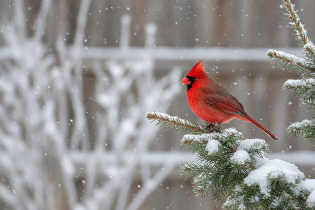 Gifts for Bird Lovers (2026): Ideas for Backyard Birders and Bird Watchers