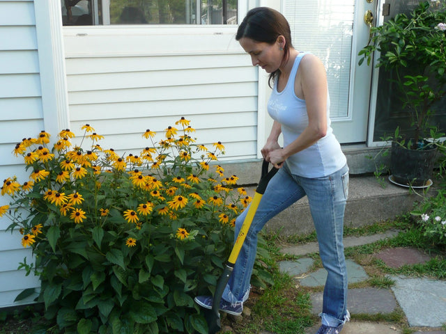 Gardener dividing perennials with a Spear Head long-handle spade beside black-eyed susans