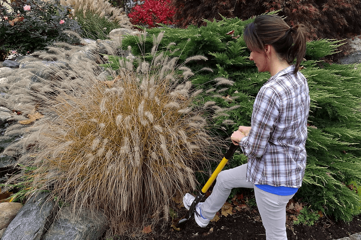 A gardener stepping a long handled spade into the dense root mass at the base of a big ornamental grass. How to Cut Through Roots When Digging: Tools + Steps