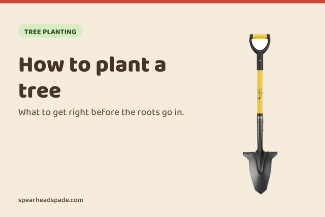 How to plant a tree, from the Spear Head Spade garden guides