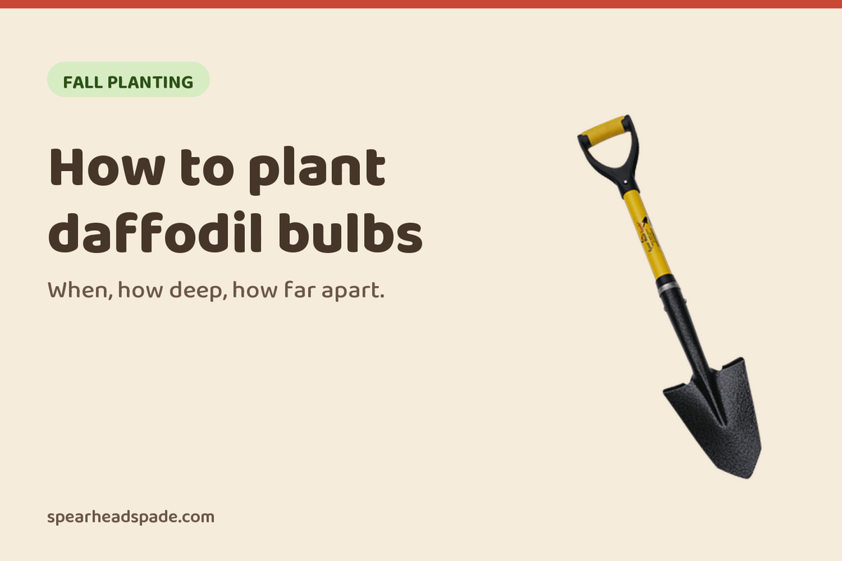 How to Plant Daffodil Bulbs: When, How Deep, How Far Apart