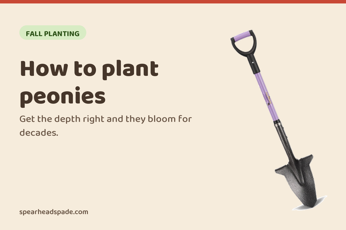 How to Plant Peonies: When, How Deep, and Why They Will Not Bloom