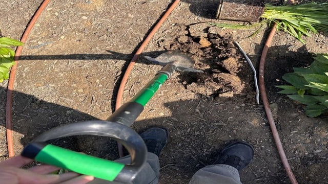 Spear Head Spade blade driving into cracked dry clay soil in a rose garden