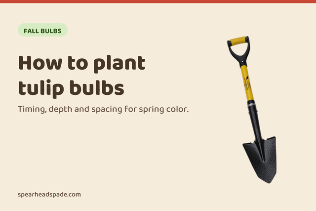 How to plant tulip bulbs, from the Spear Head Spade garden guides