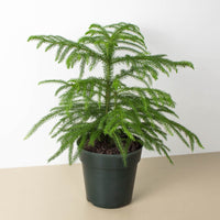 Norfolk Island Pine (Araucaria heterophylla)