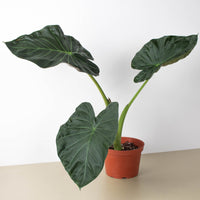 Alocasia 'Regal Shield' (Alocasia hybrid)