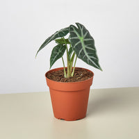 Alocasia 'Bambino' (Alocasia amazonica)