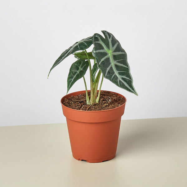 Alocasia 'Bambino' (Alocasia amazonica)