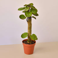Fabian Aralia (Polyscias scutellaria)