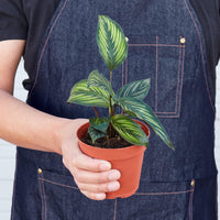 Calathea 'Beauty Star' (Calathea ornata)