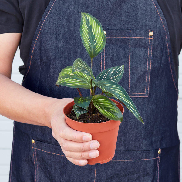 Calathea 'Beauty Star' (Calathea ornata)