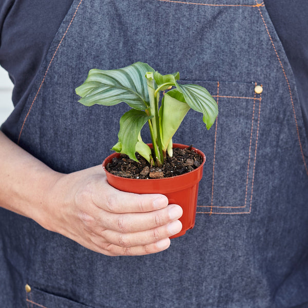 Calathea Orbifolia (Calathea orbifolia)