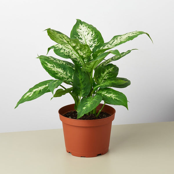Dieffenbachia 'Tropic Snow' (Dieffenbachia)