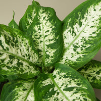 Dieffenbachia 'Tropic Snow' (Dieffenbachia)
