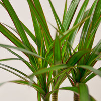 Dragon Tree Cane (Dracaena marginata)