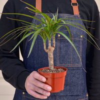 Dragon Tree Cane (Dracaena marginata)