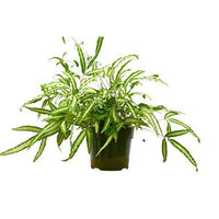 Silver Ribbon Fern (Pteris cretica 'Albolineata')