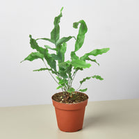 Blue Star Fern (Phlebodium aureum)