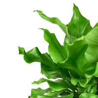 Bird's Nest Fern (Asplenium nidus)