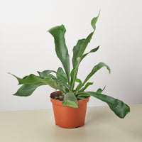 Staghorn Fern (Platycerium bifurcatum)