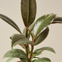 Rubber Plant 'Tineke' (Ficus elastica)