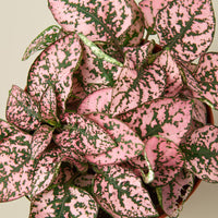 Polka Dot Plant (Hypoestes phyllostachya)