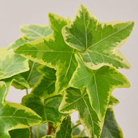 English Ivy 'Gold Child' (Hedera helix)