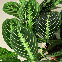 Lemon Lime Prayer Plant (Maranta leuconeura)