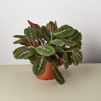 Red Prayer Plant (Maranta leuconeura)