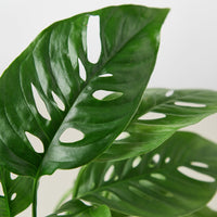 Swiss Cheese Vine (Monstera adansonii)